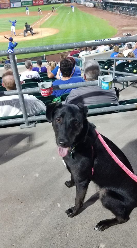 Lozier pet photo contest: outdoor activity winner. des moines pets.